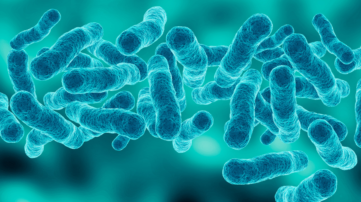 Biofilm Legionella